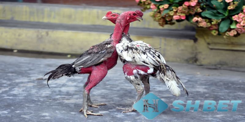 Vì sao nên biết các cách chọn gà chọi đá hay?