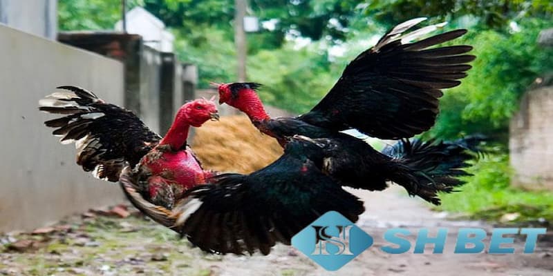 Hướng dẫn cách chọn gà chọi đá hay dựa trên tướng cách