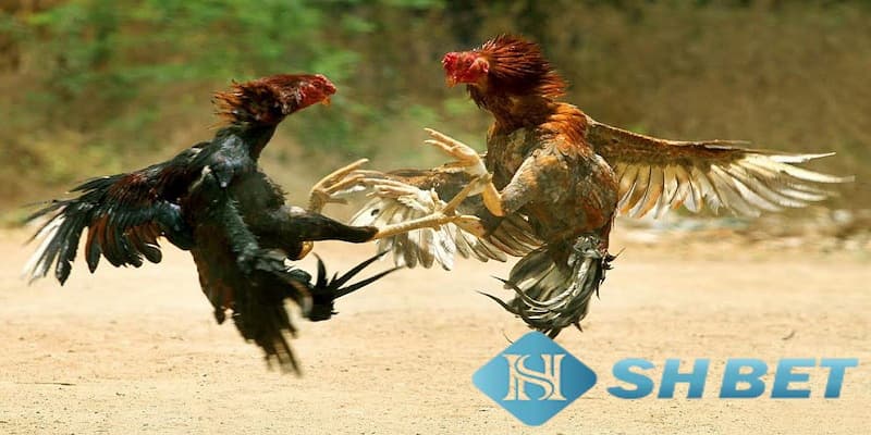 Dựa trên đòn lối để có cách chọn gà chọi đá hay