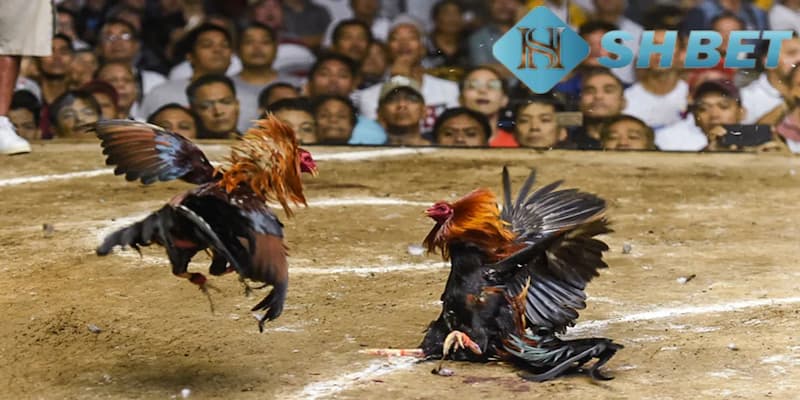 Nắm vững luật lệ thật kỹ là cách đá gà ăn tiền