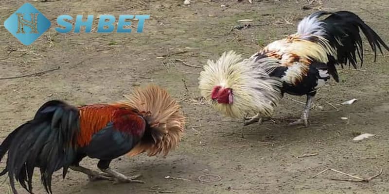 Lý do mà đá gà ăn tiền được yêu thích nhất