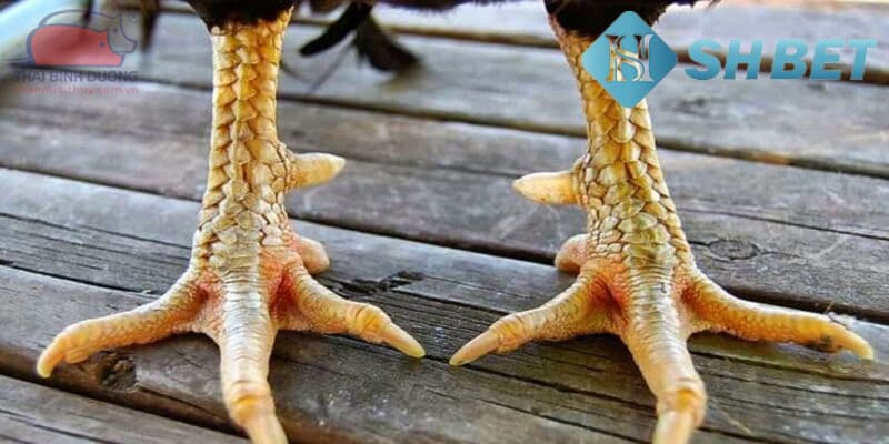 Chia sẻ về cách xem vảy gà tre đá chi tiết