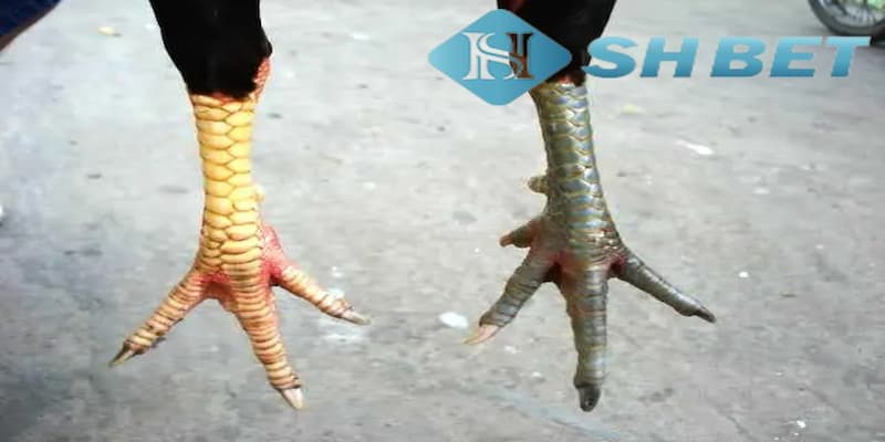 Bí quyết để chọn gà chọn thắng dựa vào vảy gà