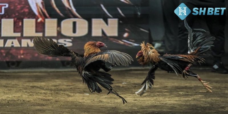 Thông tin sơ lược về sảnh đá gà tại nhà cái uy tín