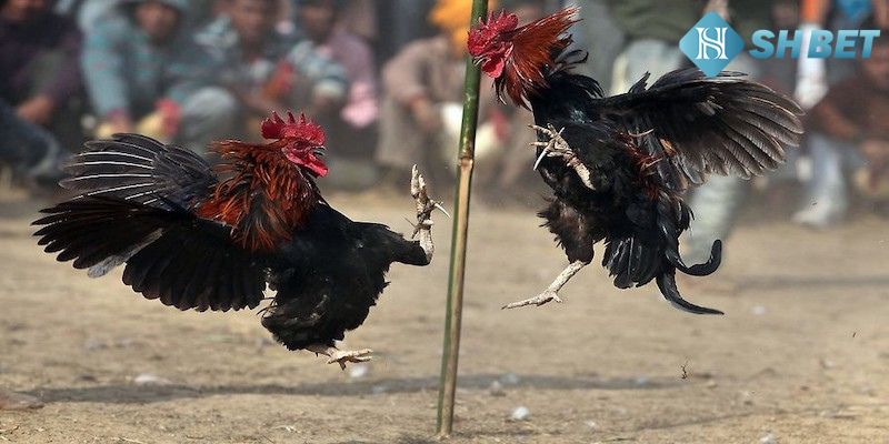 Đa dạng trận đấu đá gà