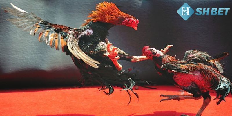 Kinh nghiệm chơi đá gà hiệu quả và nhận được phần thưởng khủng