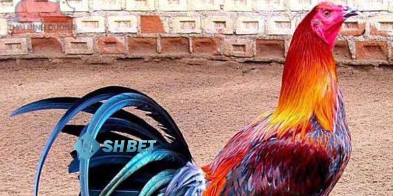 đá gà mỹ lai Các hình thức đặt cược trong đá gà mỹ lai