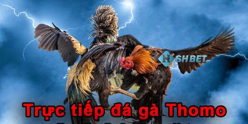 đá gà thomo tiền tỷ Những lợi thế nổi bật của trường đá gà thomo tiền tỷ