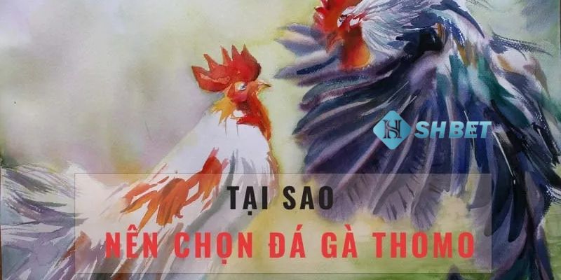 đá gà thomo tiền tỷ Hướng dẫn chi tiết cá cược đá gà Thomo tiền tỷ tại nhà cái