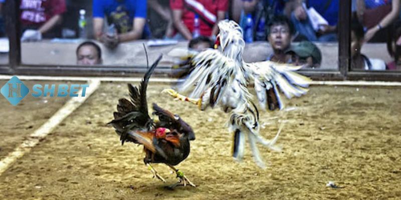 đá gà thomo tiền tỷ