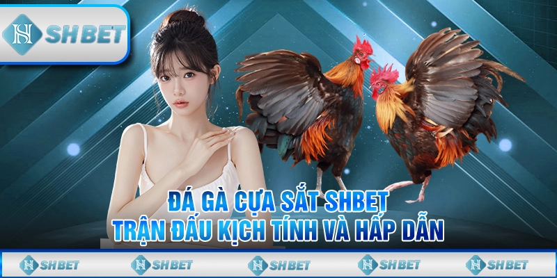 Đá Gà Cựa Sắt SHBET – Trận Đấu Kịch Tính Và Hấp Dẫn