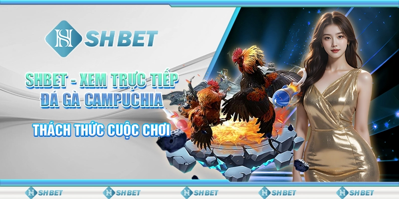 SHBET - Xem Trực Tiếp Đá Gà Campuchia, Thách Thức Cuộc Chơi