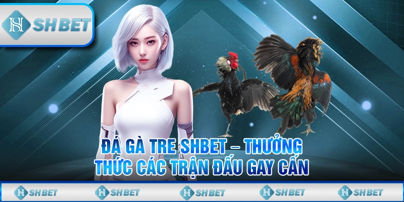 Đá Gà Tre SHBET – Thưởng Thức Các Trận Đấu Gay Cấn
