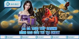 Đá Gà Trực Tiếp Casino - Đỉnh Cao Giải Trí Tại SHBET
