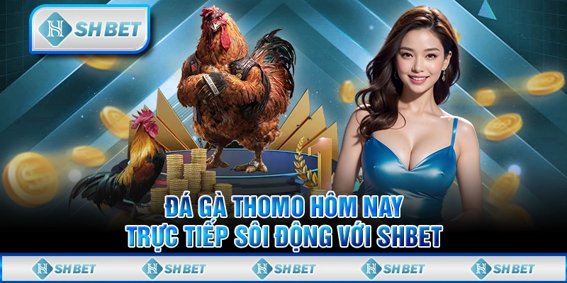 Đá Gà Thomo Hôm Nay - Trực Tiếp Sôi Động Với SHBET