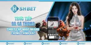 Trực Tiếp Đá Gà Thomo - SHBET Cập Nhật Nhanh Chóng Chính Xác