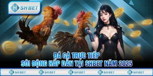 Đá Gà Trực Tiếp - Sôi Động Hấp Dẫn Tại SHBET Năm 2025