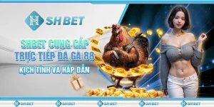 SHBET Cung Cấp Trực Tiếp Đá Gà 88 - Kịch Tính Và Hấp Dẫn