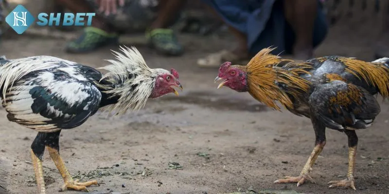 Đôi nét nổi bật của bộ môn đá gà mang đến cho bạn