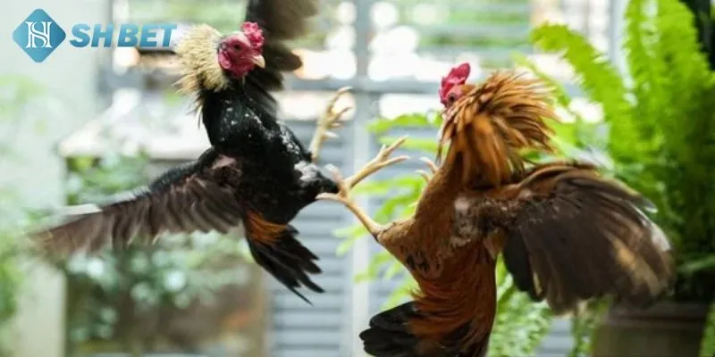 Một số lợi mà đá gà c1 mang lại cho khách hàng