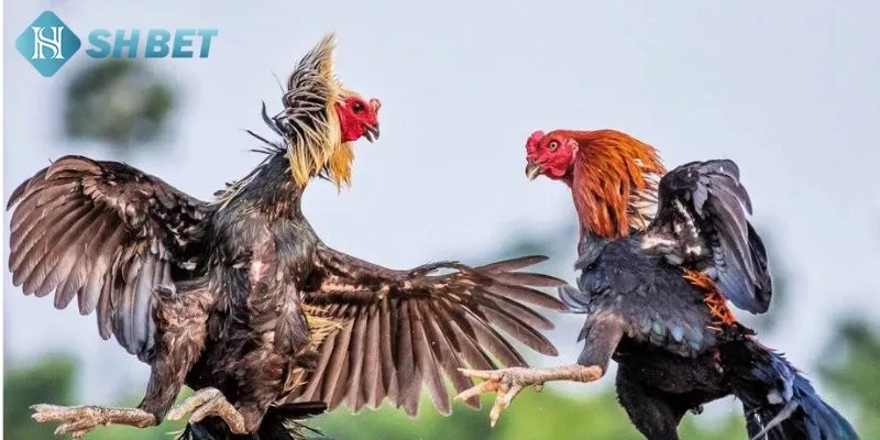 Top những mẹo chơi hữu ích mà bạn nên áp dụng