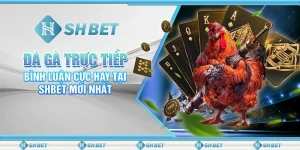 Gà Đá Trực Tiếp: Trải Nghiệm Hấp Dẫn Trên SHBET 2025