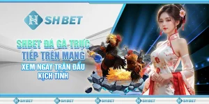 SHBET Đá Gà Trực Tiếp Trên Mạng: Xem Ngay Trận Đấu Kịch Tính