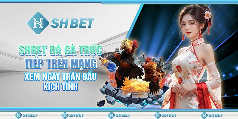 SHBET Đá Gà Trực Tiếp Trên Mạng: Xem Ngay Trận Đấu Kịch Tính