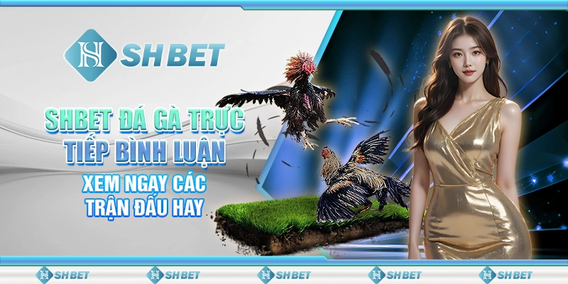 SHBET Đá Gà Trực Tiếp Bình Luận: Xem Ngay Các Trận Đấu Hay