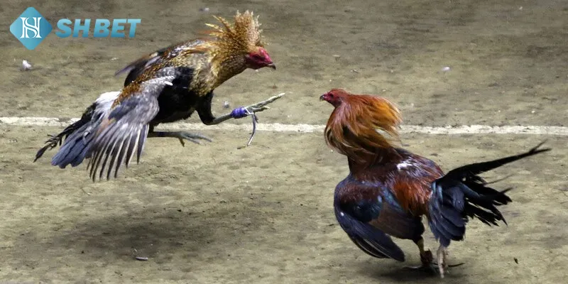 Giải đáp và tìm hiểu thông tin định nghĩa cá cược tuyến mới nhất